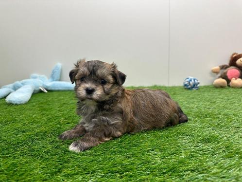 Nestje Lhasa Apso x Havenezer, Dieren en Toebehoren, Honden | Chihuahua's en Gezelschapshonden, Meerdere dieren, Overige rassen