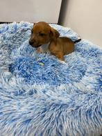 Vrolijke Jack Russel pups uit dna geteste ouders, Chien (mâle), Belgique, 8 à 15 semaines, Plusieurs