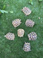 Griekse Landschildpad, Dieren en Toebehoren, Reptielen en Amfibieën, Schildpad, 0 tot 2 jaar