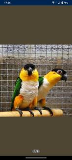 GEZOCHT 2 mannelijke caiques van ongeveer 4 jaar (natuurbroe, Dieren en Toebehoren, Vogels | Parkieten en Papegaaien, Mannelijk