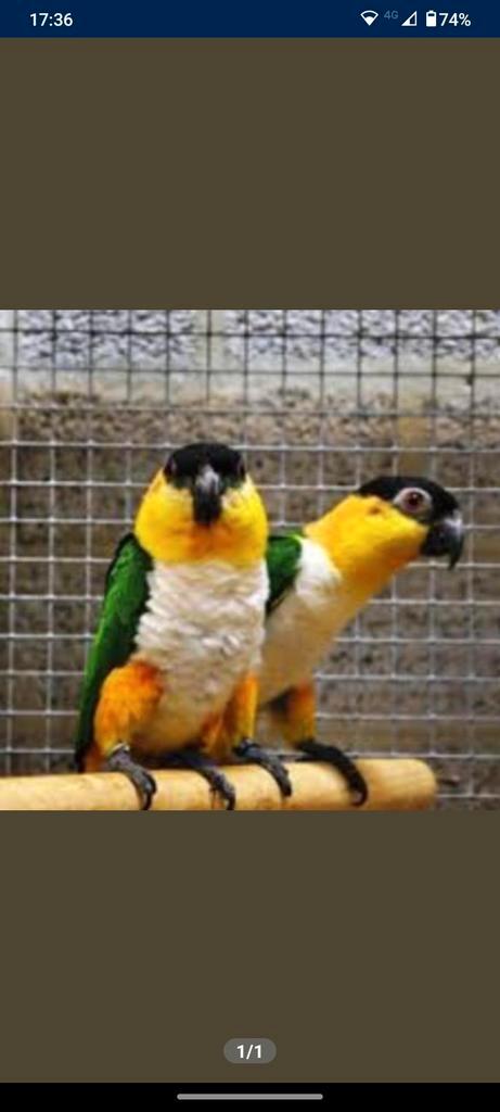 GEZOCHT 2 mannelijke caiques van ongeveer 4 jaar (natuurbroe, Dieren en Toebehoren, Vogels | Parkieten en Papegaaien, Parkiet