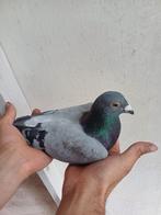 Doffers van verschillende jaren – wegens vermindering hokbes, Meerdere dieren, Postduif