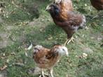 jonge araucana kippen, Dieren en Toebehoren, Ophalen