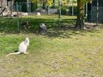 Witte kangoeroe mannetjes, Dieren en Toebehoren