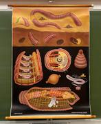 Vintage didactische plaat regenworm, Antiek en Kunst, Ophalen, Natuur en Biologie