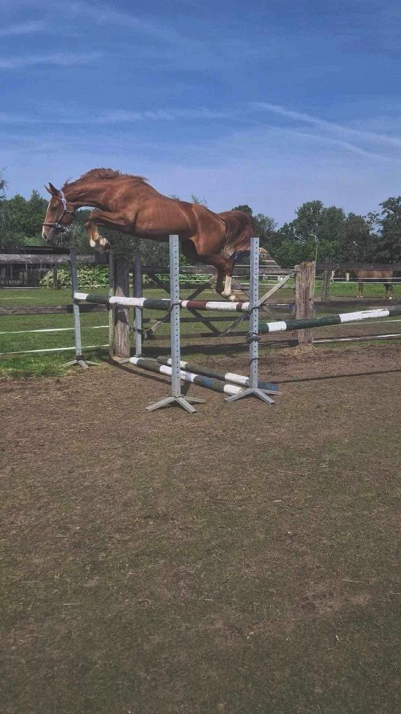 4 jarige Comilfo Plus Z merrie, Dieren en Toebehoren, Paarden, Merrie, Z, 160 tot 165 cm, 3 tot 6 jaar, Springpaard, Met stamboom