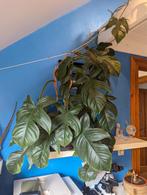Gigantische Philodendron squamiferum, Maison & Meubles, Plantes d'intérieur, Ombre partielle, En pot, Plante verte, 200 cm ou plus