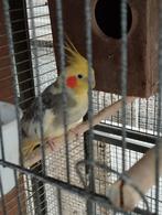 4 valkparkieten, Dieren en Toebehoren