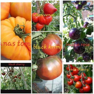 Biologische Tomatenplantjes (verschillende speciale) 0.5€ st