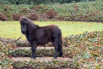 Shetland hengst, Dieren en Toebehoren, Hengst