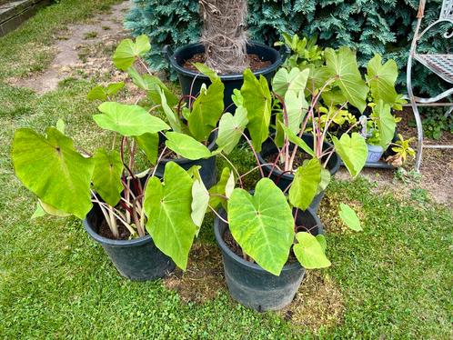 Colocasia esculenta “Pink China”  (winterharde olifantsoor), Jardin & Terrasse, Plantes | Jardin, Plante fixe, Autres espèces