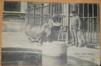 Antwerpen - Jardin Zoologique - Hippopotame, Antwerpen, Ongelopen, Ophalen of Verzenden, 1920 tot 1940