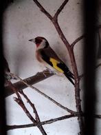 Distelvink Man 50€, Dieren en Toebehoren