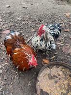 2 haantjes 10€, Dieren en Toebehoren, Pluimvee