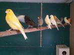 Kanarie, Meerdere dieren, Kleurkanarie