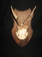 Gewei horens, Verzamelen, Dierenverzamelingen, Ophalen of Verzenden, Gebruikt, Hert, Gewei of Kop