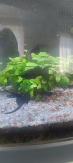 Black molly, Dieren en Toebehoren