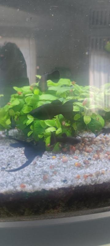 Black molly beschikbaar voor biedingen