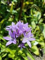 Campanula kluwenklokje , laatste potjes, lees beschrijving, Tuin en Terras, Planten | Tuinplanten, Vaste plant, Halfschaduw, Zomer