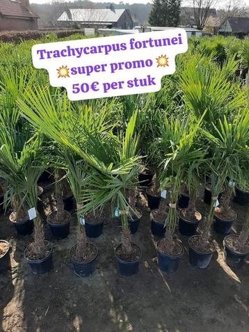 Grote stock UITVERKOOP palmbomen olijfbomen yucca 