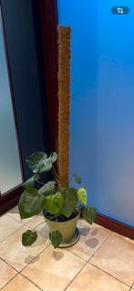 Mooie jonge monstera plant met mosstok, Ophalen