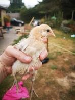 Kuikens ameraucana, araucana, olijflegger, Dieren en Toebehoren, Pluimvee