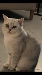 Brits korthaar Dekkater NIET TE KOOP, 3 tot 5 jaar