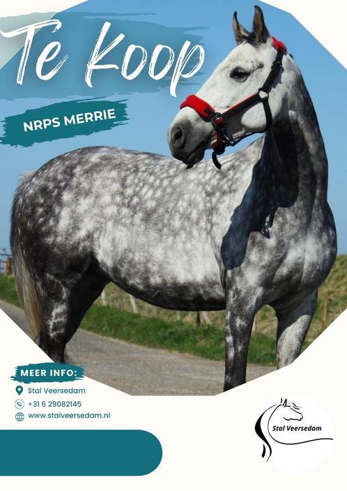 Mooie E pony te koop aangeboden, Dieren en Toebehoren, Pony's, Merrie, L, E pony (1.48m - 1.57m), Recreatiepony, 7 tot 10 jaar