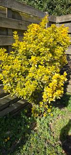 Japanse kardinaalmuts , moet dringend weg, Tuin en Terras, Ophalen