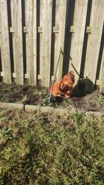 Zijdehoen haan mooie kleur, Dieren en Toebehoren, Pluimvee