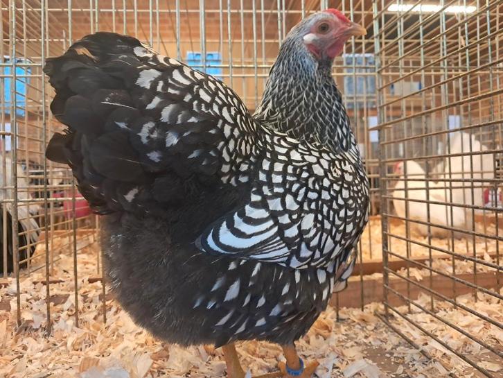 Kleurrijke toom kippen te koop, Dieren en Toebehoren, Pluimvee, Kip, Vrouwelijk