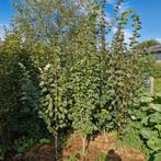 Verschillende soorten linde bomen 1,5-2 meter, Ophalen
