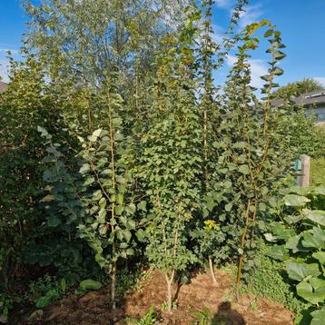 Verschillende soorten linde bomen 1,5-2 meter beschikbaar voor biedingen
