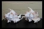 Schelp, Branched Murex, Chicoreus ramosus, Ophalen, Schelp(en)