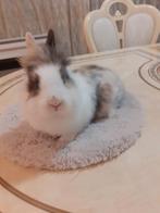 Dwerg konijnen vrouwtjes 8weken oud 15€, Dieren en Toebehoren, Konijnen, Dwerg