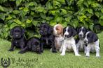 Engelse cocker pups, beide ouders zijn aanwezig, België, CDV (hondenziekte), 8 tot 15 weken, Teef