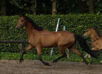 Welsh STER  🌟 merrie + hengstveulen  beschikbaar voor biedingen