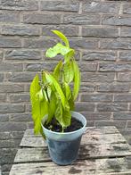 Mango, Ophalen, Fruitplant, Minder dan 100 cm, Volle zon