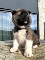 Amerikaanse Akita Zena, Dieren en Toebehoren, België, Fokker | Hobbymatig, 8 tot 15 weken, Teef