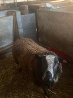 Aankoop van schapenen geiten