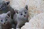 prachtige blauwe rus kittens, Dieren en Toebehoren, Katten en Kittens | Raskatten | Korthaar, Kater, Gechipt, 0 tot 2 jaar