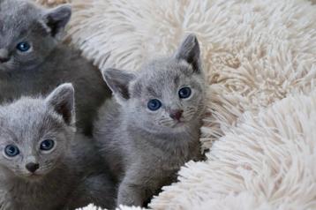 prachtige blauwe rus kittens beschikbaar voor biedingen