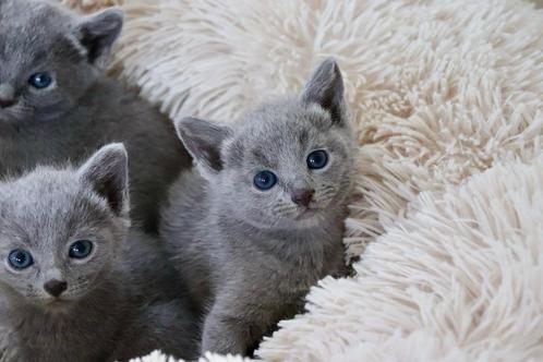 prachtige blauwe rus kittens, Dieren en Toebehoren, Katten en Kittens | Raskatten | Korthaar, Kater, 0 tot 2 jaar, Met stamboom