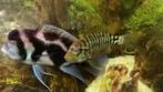 Petrochromis & Frontosa Black Widow, Dieren en Toebehoren