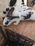 Konijnen, Dieren en Toebehoren, Konijnen
