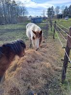 Bonte vos merrie, Dieren en Toebehoren, Ophalen