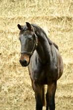 Te koop 2- jarige ruin (2023), Dieren en Toebehoren, Paarden, Springpaard, Ruin, 0 tot 2 jaar, 160 tot 165 cm