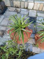 2 stuks bloem pot met plant erin, Tuin en Terras, Ophalen