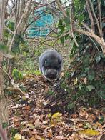 Hangbuikvarken, Dieren en Toebehoren, Schapen, Geiten en Varkens, Mannelijk, Varken, 3 tot 5 jaar