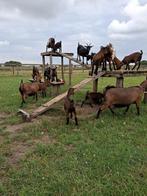 Stamboek dwerggeiten, Meerdere dieren, Geit, 0 tot 2 jaar
